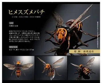 생물대도감 어드밴스 말벌 히메말벌