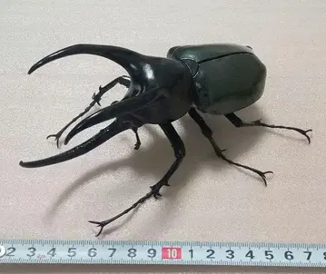 생물대도감 어드밴스 (모렌캄프 가부토)