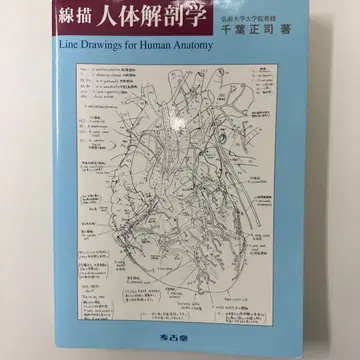 선묘 인체 해부학