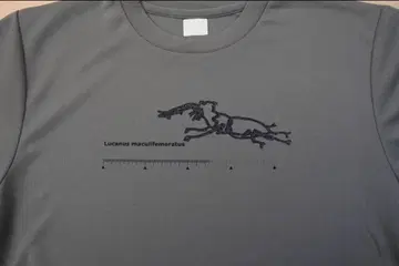 미야마 사슴벌레 Lucanus maculifemoratus