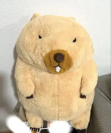 마모트 모토토 보바 군 울트라 빅