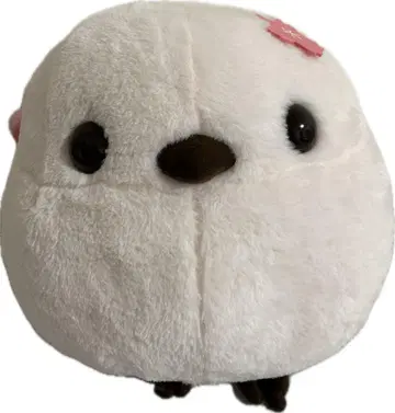 복복 시마연가 벚꽃 빅