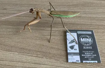 대사마귀 갈색 레어