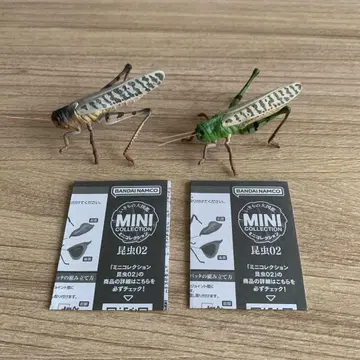 여치 그린 브라운