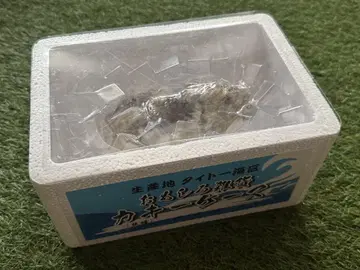 재미있는 잡화 키케이스 굴 생굴