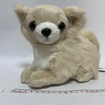 치와와 봉제 인형 약 20cm 베이지