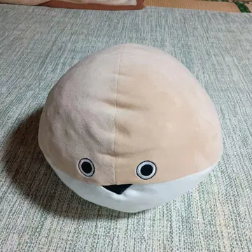 신비한 고대어 사카반바스피스 60cm