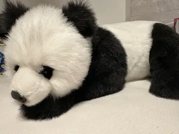 [ 입양 모집 ] HANSA 팬더(새끼) 대형