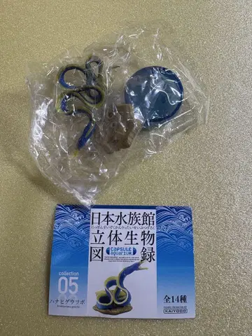 일본 수족관 입체 생물 도록 단품 하나히게우츠보 카이요도 가챠