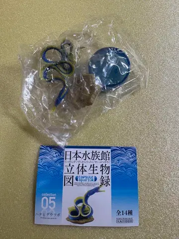 일본 수족관 입체 생물 도록 단품 하나히게우츠보 카이요도 가챠