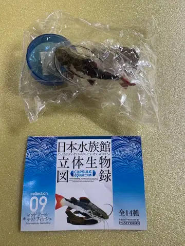 일본 수족관 입체 생물 도감 단품 [레드테일 캣피쉬] 해양당 가챠