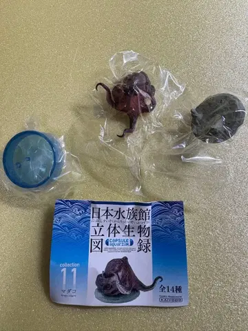 일본 수족관 입체 생물 도록 단품 [ 마다코 ] 카이요도 가챠