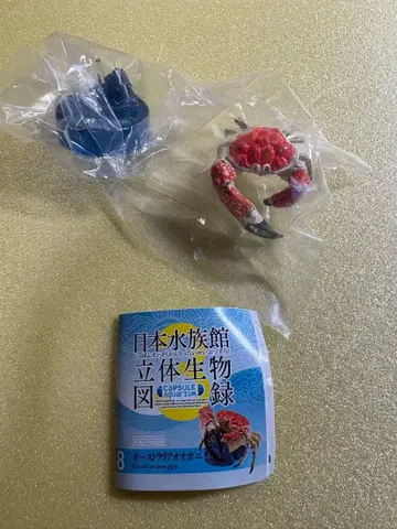 일본 수족관 입체 생물 도록 단품 [호주 대게] 해양당 가챠