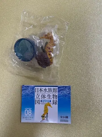 일본 수족관 입체 생물 도록 단품 [대해마] 카이요도 가챠