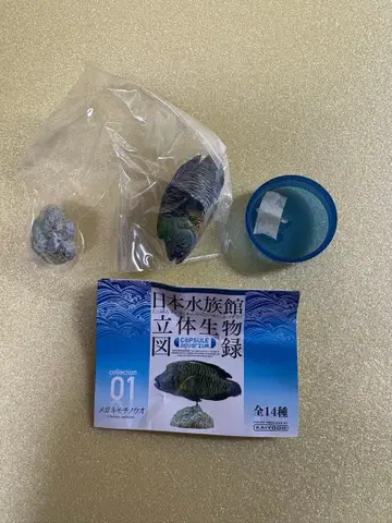 일본 수족관 입체 생물 도감 단품 [안경모치우오] 해양당 가챠