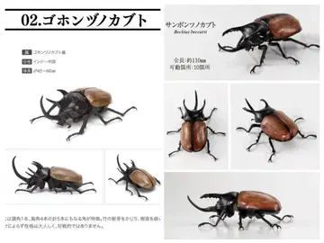 2종 세트 산본즈노가부토 고혼즈노가부토 생물대도감 가부토
