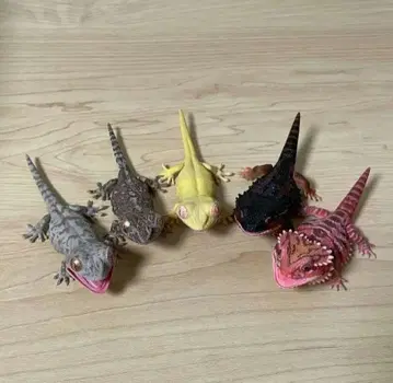 전 5종 컴플리트 생물대도감 쁘띠 일본 도마뱀과 비어디드래곤