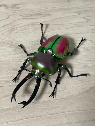 무지개 사슴벌레 (노멀) 생물대도감 어드밴스 곤충 생물 가챠