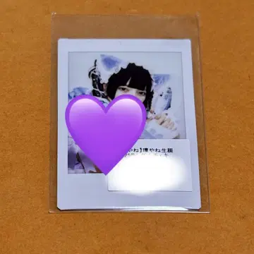 큐루링 해봐 타마키야 체키