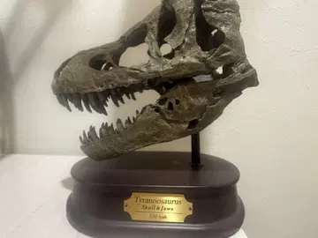 절판 Tyrannosaurus Skull&Jaws 1/10 스케일