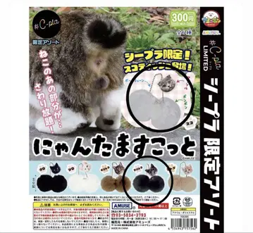 냥타마 콧토 스코티시 사바토라