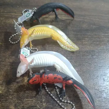 우파루파, 붉은배도롱뇽,