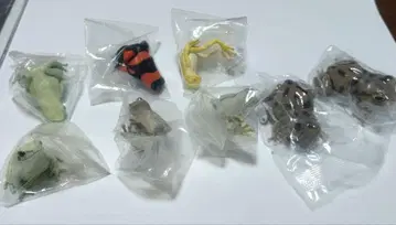 가챠가챠 개구리 8체 여러 가지
