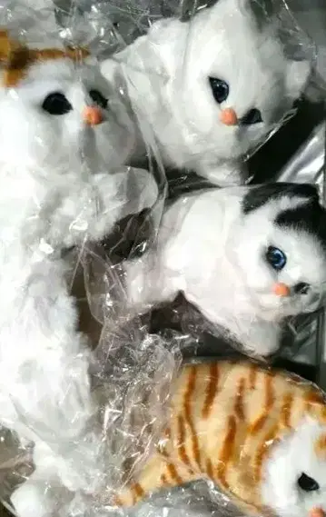 푹신푹신 잡히는 CATS 4마리 세트