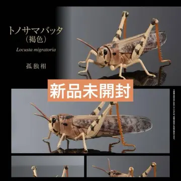 생물대도감 어드밴스 참개구리(갈색)