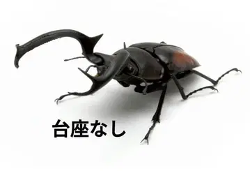 생물대도감 사슴벌레 02 디디에르 사슴벌레