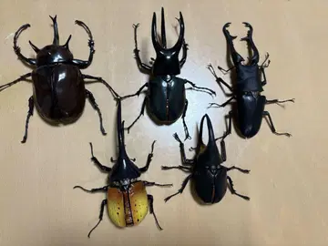 생물대도감 세트