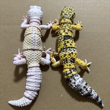 레오파드 게코 가챠가챠