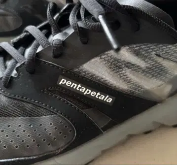 펜타페탈라 pentapetala 파필리오 papilio