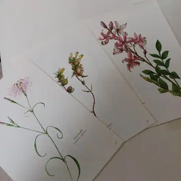 Floral Illustrations Book
