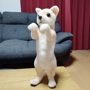 타치 Zoo 강아지