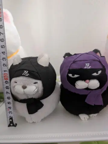 수염 만주 2종