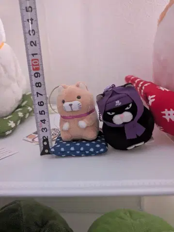 수염 만주 2종