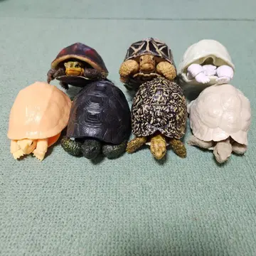 캡슐 토이 거북이 피규어 7개 세트