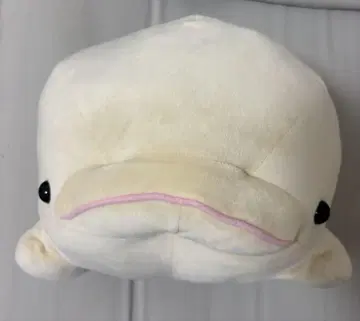 돌고래 봉제 인형