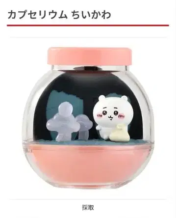 치이카와 카프세리움 채취 (치이카와)