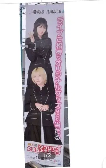 히나타자카 사쿠라자카 오르기