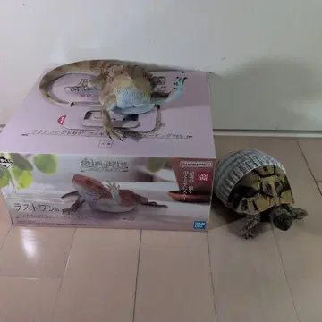 라스트 원 피규어 도마뱀과 거북이