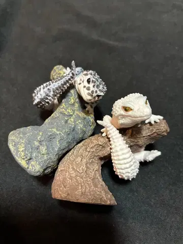 손가락 감기 컬렉션 레오파드게코와 크레스티드 게코 02