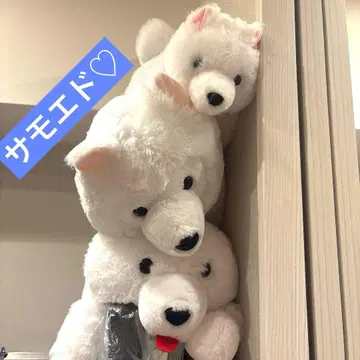 사모예드