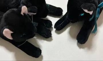 SHINADA brilliant cat * 브릴리언트 캣 3종 세트