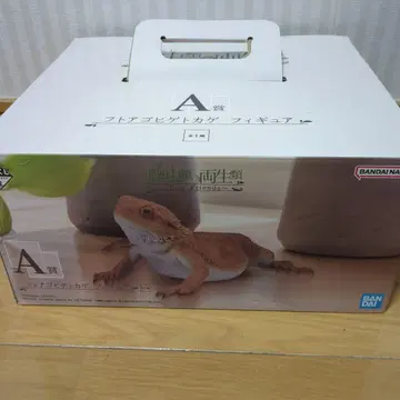 파충류 & 양서류 이치방쿠지, 턱수염도마뱀