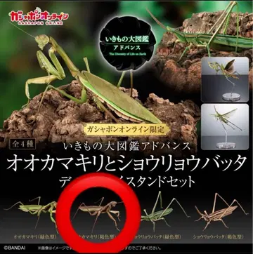 온라인판 생물대도감 어드밴스 큰사마귀(갈색)