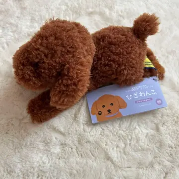 산레몬 무릎 강아지 SS 토이 푸들 강아지