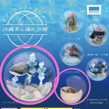 츄라우미 수족관 한정판 카프리움 컬렉션 징베상어 푸른바다거북 세트