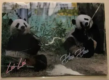 샤오샤오 레이레이 클리어 파일 우에노 마츠자카야